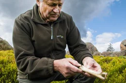 F&ouml;rster Vajnar mit den Resten einer Wolfsmahlzeit: Die wenigen Wolfsrudel sind erst seit den 2000er Jahren wieder zur&uuml;ck und werden von der EU stark gesch&uuml;tzt.