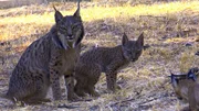 Das sind Iberische Luchse (Lynx pardinus), eine auf der Iberischen Halbinsel endemische Art. Das sind Iberische Luchse (Lynx pardinus), eine auf der Iberischen Halbinsel endemische Art.