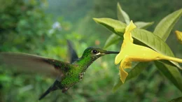 Kolibri