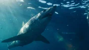 Shot of Mako shark's underside. Shot of Mako shark's underside.