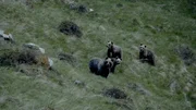 B&auml;ren in der Wildnis.