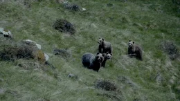 B&auml;ren in der Wildnis.