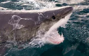 Great White Bites Bait