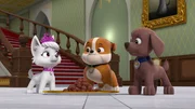 v.li.: Sweetie, Rubble, Zuma