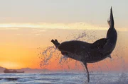 Great White Shark Breaches