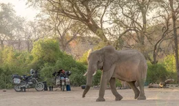 Immer wieder geraten die beiden Motorradreisenden in neue Abenteuer, wie eine Herde Elefanten in der Wildnis Namibias.