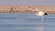 Flamingos im Salzsee Salar de Atacama. Der viertgr&ouml;&szlig;te Salzsee der Erde befindet sich nahe der Oase San Pedro de Atacama in der Atacama-W&uuml;ste im Norden Chiles.