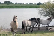Wildpferde sind Landschaftsgestalter des Auenlandes. Mit ihrer Fülle an Leben gelten Auenlandschaften auch als Urwälder Europas. Wildpferde sind Landschaftsgestalter des Auenlandes. Mit ihrer Fülle an Leben gelten Auenlandschaften auch als Urwälder Europas.