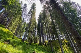 Der &bdquo;klingende Wald&ldquo;: Hier holte sich schon Stradivari Holz f&uuml;r seine Geigenwerkstatt.