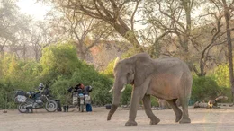 Immer wieder geraten die beiden Motorradreisenden in neue Abenteuer, wie eine Herde Elefanten in der Wildnis Namibias.