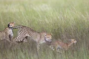 Lalu und ihre Schwester beim Jagen eines Oribi Lalu und ihre Schwester beim Jagen eines Oribi