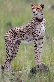 Gepardin Kali ist wachsam und bereit zur Jagd. Gepardin Kali ist wachsam und bereit zur Jagd.