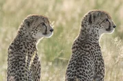 Die heranwachsenden Schwestern Zoho und Tune blicken über den Nationalpark Liuwa Plains in Sambia. Die heranwachsenden Schwestern Zoho und Tune blicken über den Nationalpark Liuwa Plains in Sambia.
