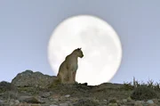 Das Pumaweibchen Rupestre vor dem aufgehenden Mond.