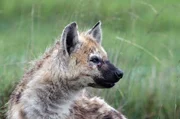 Das verletzte Jungtier Shay blickt über die Ebene des Nationalparks Liuwa Plains in Sambia. Das verletzte Jungtier Shay blickt über die Ebene des Nationalparks Liuwa Plains in Sambia.