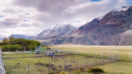 Alejandra Saavedra ist eine von rund 25 Mitarbeitern im Patagonien Nationalpark. Sie wacht &uuml;ber eine Gruppe von jungen Nandus.