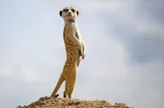 Das neue dominante Männchen Boiposo hält im Makgadikgadi Wache. Das neue dominante Männchen Boiposo hält im Makgadikgadi Wache.