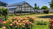 Rosen Tantau in Schleswig-Holstein ist einer der größten Rosenzuchtbetriebe in Deuschland. Rosen Tantau in Schleswig-Holstein ist einer der größten Rosenzuchtbetriebe in Deuschland.