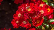Rosen betören mit ihrem Duft. Aber oft kommen Bienen bei den gefüllten Blüten nicht an den Nektar. Deshalb geht der Trend zu bienenfreundlichen Rosen, deren Blüten eine offene Mitte haben, sodass die Bienen die Staubgefäße leicht erreichen können. Rosen betören mit ihrem Duft. Aber oft kommen Bienen bei den gefüllten Blüten nicht an den Nektar. Deshalb geht der Trend zu bienenfreundlichen Rosen, deren Blüten eine offene Mitte haben, sodass die Bienen die Staubgefäße leicht erreichen können.
