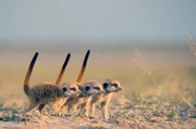 Drei junge Erdmännchen in Warteposition im Makgadikgadi, Botsuana Drei junge Erdmännchen in Warteposition im Makgadikgadi, Botsuana