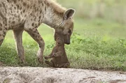 Die frische Mutter Sitale trägt ihr Junges sanft in die Höhle des Süd-Clans. Die frische Mutter Sitale trägt ihr Junges sanft in die Höhle des Süd-Clans.