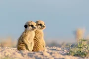 Zwei junge Erdmännchen warten im Sonnenuntergang auf die Rückkehr ihrer Kolonie. Zwei junge Erdmännchen warten im Sonnenuntergang auf die Rückkehr ihrer Kolonie.
