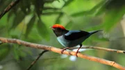 Dies ist ein m&auml;nnlicher Blauer Manakin, auch bekannt als Schwalbenschwanz-Manakin (Chiroxiphia caudata), ein kleiner Vogel, der in S&uuml;damerika heimisch ist.