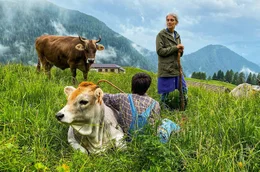 Hirtinnen auf der Malga Telvagola im Trentino