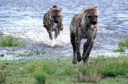 Prinzessin Sia und ihr Bruder spielen Verfolgungsjagd im Wasser. Prinzessin Sia und ihr Bruder spielen Verfolgungsjagd im Wasser.