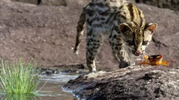 Auch S&uuml;&szlig;wasserkrabben z&auml;hlen zur Beute des Margay, man mu&szlig; sie nur knacken k&ouml;nnen.