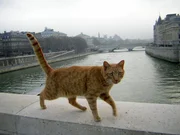 Christoph Castor und Angela Graas begleiten eine herrenlose Katze, die ihr Revier beim Pariser Montmartre hat und auf einem Tierfriedhof "wohnt". Christoph Castor und Angela Graas begleiten eine herrenlose Katze, die ihr Revier beim Pariser Montmartre hat und auf einem Tierfriedhof "wohnt".