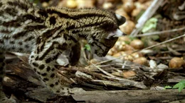 Die erste Herausforderung des kleinen Margay, eine junge Boa constrictor.
