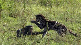 Der Gr&uuml;ne Leguan erteilt dem neugierigen Margay eine schmerzhafte Lektion.