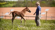 Jonas, der Westernreiter, mit einem Fohlen Jonas, der Westernreiter, mit einem Fohlen