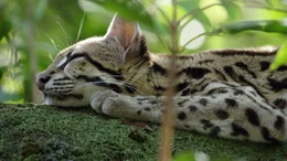 Die seltenen Margays oder Langschwanzkatzen leben in den Baumkronen und sind so scheu, dass man nur wenig &uuml;ber sie wei&szlig;.