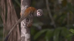 Das Gebiet des Amazonas ist einer der vielf&auml;ltigsten Lebensr&auml;ume unseres Planeten.