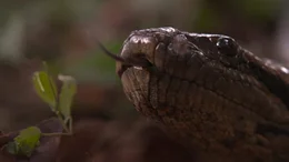 Die Anakonada ist f&uuml;r die Indianer des Amazonas die G&ouml;ttin des Wassers.