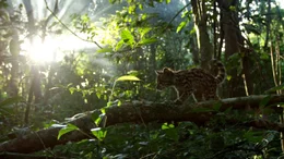 Der erste Ausflug in den Wald ist f&uuml;r die kleine Katze ein gro&szlig;es Abenteuer.