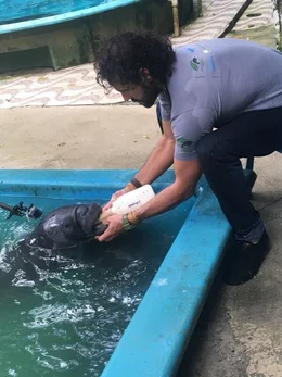 In seiner Auffangstation im brasilianischen Manaus versorgt der Biologe Diogo Alexandre de Souza verwaiste Seek&uuml;he mit speziellem Futter und viel Zuwendung.