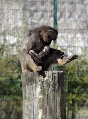 ARD/rbb PANDA, GORILLA & CO., TEIL 159, "Geschichten aus dem Zoo Berlin und dem Tierpark Berlin", am Mittwoch im ERSTEN. Die Dscheladas, auch Blutbrustpaviane genannt, haben Nachwuchs. Den Namen verdanken sie einem roten, haarlosen Fleck auf der Brust. Die Dscheladas kommen ausschließlich im Hochland von Äthiopien vor und sind somit eine Seltenheit, die im Tierpark zu bewundern ist. ARD/rbb PANDA, GORILLA & CO., TEIL 159, "Geschichten aus dem Zoo Berlin und dem Tierpark Berlin", am Mittwoch im ERSTEN. Die Dscheladas, auch Blutbrustpaviane genannt, haben Nachwuchs. Den Namen verdanken sie einem roten, haarlosen Fleck auf der Brust. Die Dscheladas kommen ausschließlich im Hochland von Äthiopien vor und sind somit eine Seltenheit, die im Tierpark zu bewundern ist.