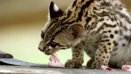 Falton f&uuml;ttert den Margay anfangs mit H&uuml;hnerfleisch, bis er das Jagen erlernt hat.