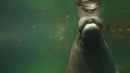 Seek&uuml;he sind nach dem Glauben der Amazonas-Indianer verzauberte Frauen.
