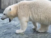 Abschied von Lea: Die schöne Schneeleopardin verlässt die Wilhelma. Und Tochter Lola soll einen Kater bekommen. Abschied von Lea: Die schöne Schneeleopardin verlässt die Wilhelma. Und Tochter Lola soll einen Kater bekommen.