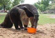 Ameisenbär Pedro verzehrt sein letztes Frühstück in der Wilhelma: Er kommt nach Schottland. Ameisenbär Pedro verzehrt sein letztes Frühstück in der Wilhelma: Er kommt nach Schottland.