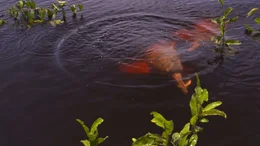 Jagende Flussdelfine im &uuml;berschwemmten Regenwald.