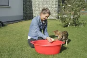 Anders als die meisten Katzenrassen gehen Bengalen gerne ins Wasser. Anders als die meisten Katzenrassen gehen Bengalen gerne ins Wasser.
