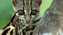 Die seltenen Margays oder Langschwanzkatzen leben in den Baumkronen und sind so scheu, dass man nur wenig &uuml;ber sie wei&szlig;.