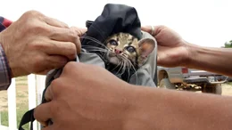 Falton &uuml;bernimmt den verwaisten Margay und wird sich ab jetzt als Ersatzmutter um ihn k&uuml;mmern.
