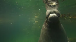 Seek&uuml;he sind nach dem Glauben der Amazonas-Indianer verzauberte Frauen.