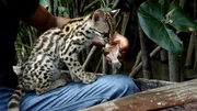 Skeptisch beäugt die Katze den Fisch, sie erkennt ihn noch nicht als Nahrung. Skeptisch beäugt die Katze den Fisch, sie erkennt ihn noch nicht als Nahrung.